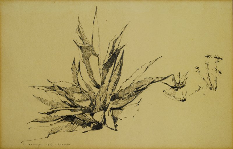 1927 - Piante di agave a Procida
